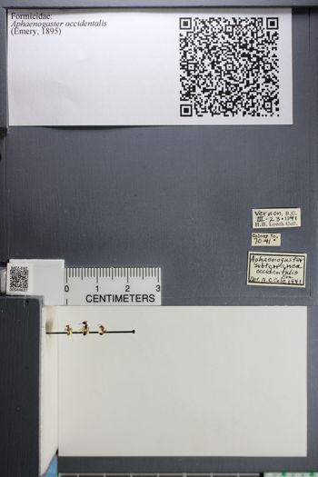Media type: image;   Entomology 544627